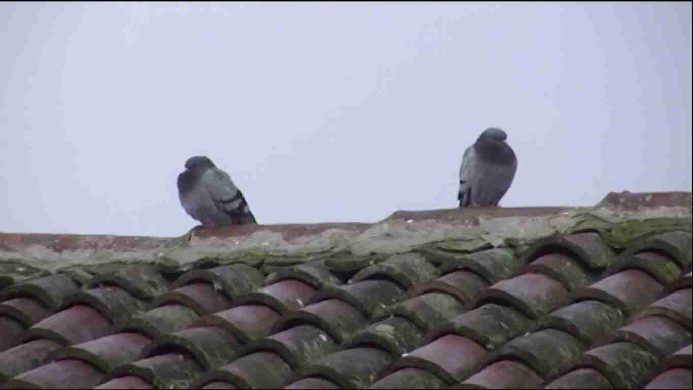 Tromello, rimosse 9 tonnellate di guano dal sottotetto delle scuole elementari