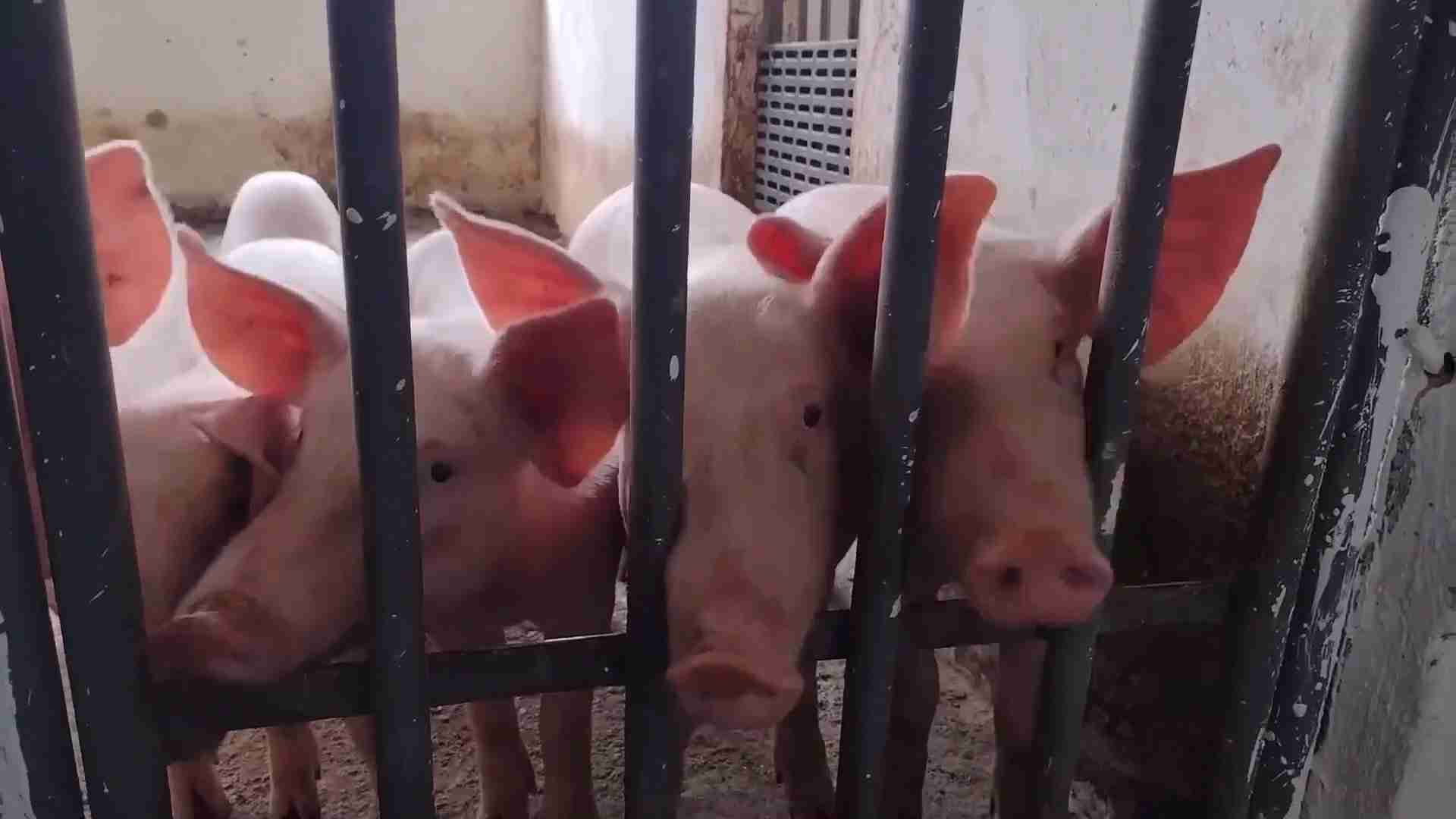 Peste suina, annullata la StraCasorate. Gli organizzatori: “Avevamo proposto tappetini sanificati”