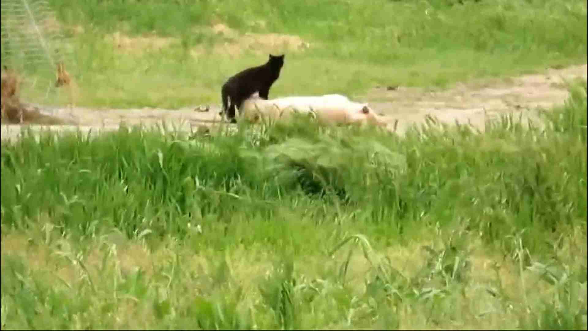 Peste suina, immagini shock di carcasse di maiali abbandonate nei campi del Pavese: ‘E la biosicurezza?’