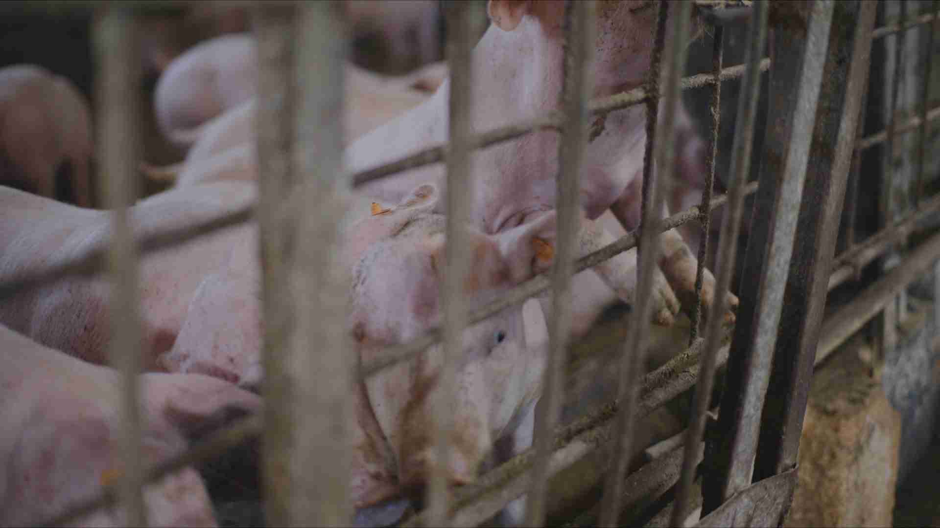 Peste suina, veterinari lombardi sul piede di guerra: ‘Regione riconosca il lavoro straordinario in emergenza’