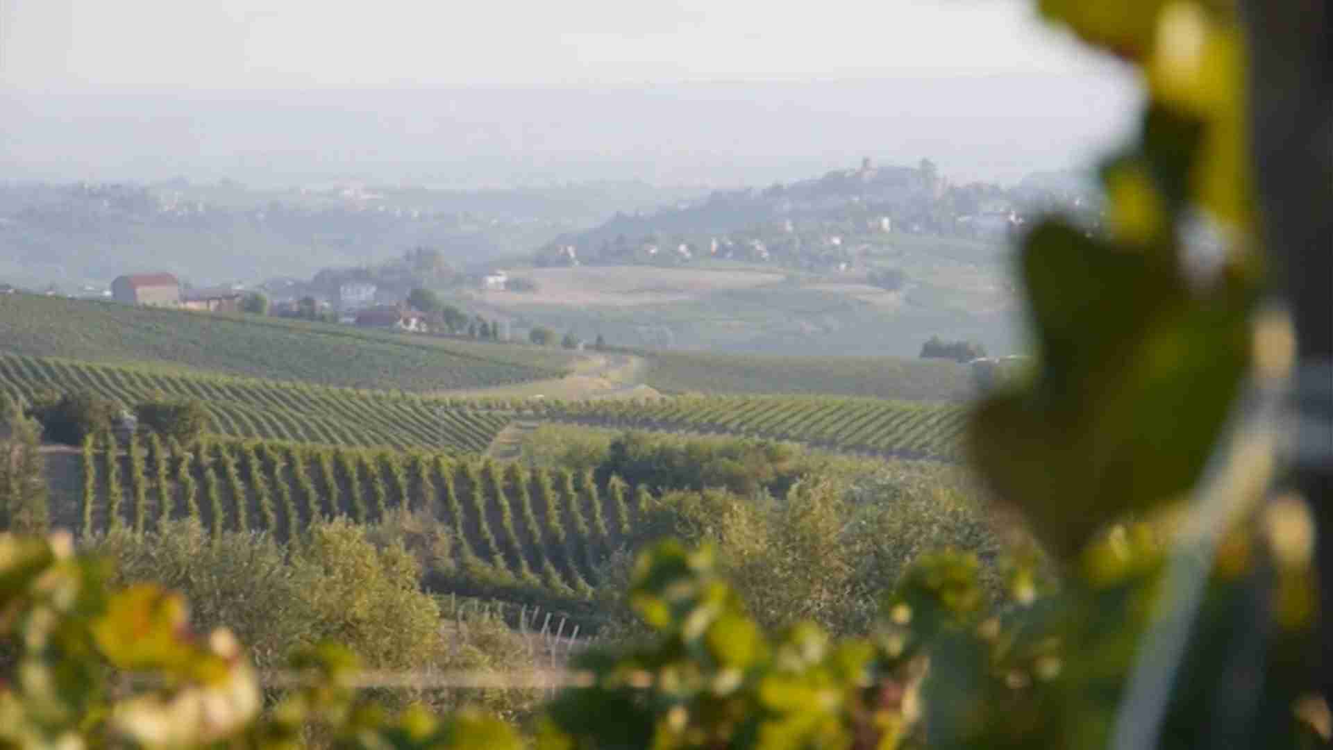 Vendemmia in Lombardia in calo del 30%, Assoenologi: ‘Quadro meteo estremo’