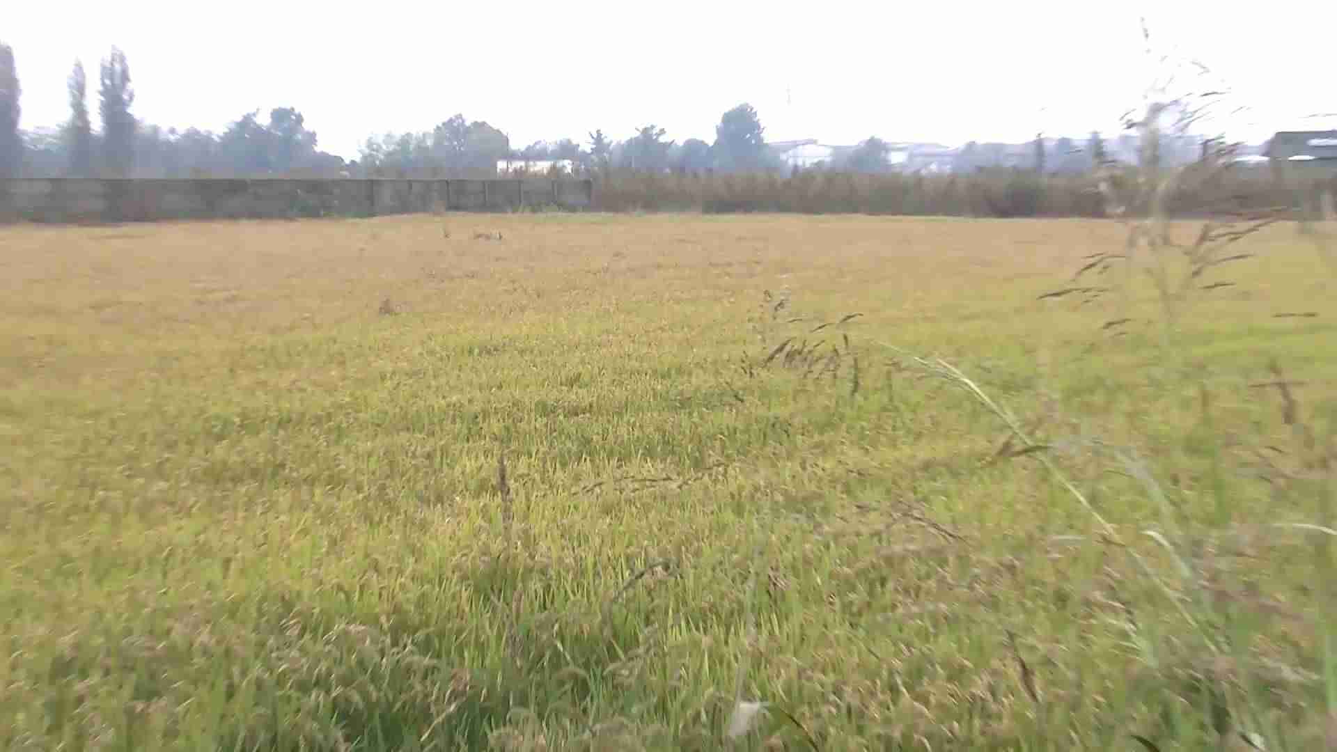 Agrivoltaico di Mortara, ”terreni per il pascolo degli ovini”: dubbi sul progetto