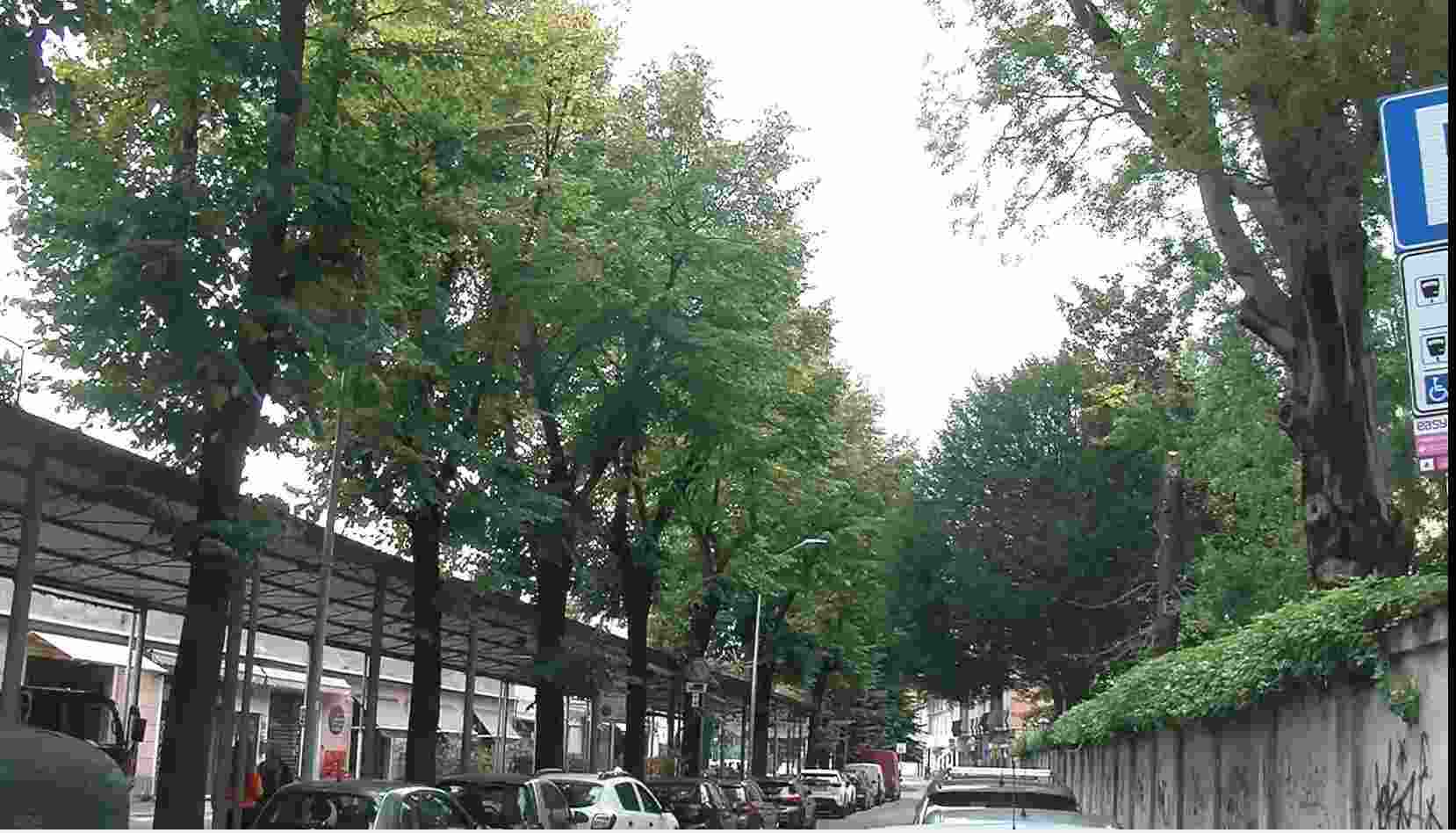 Vigevano, la maggioranza boccia la mozione per salvare i tigli del mercato coperto