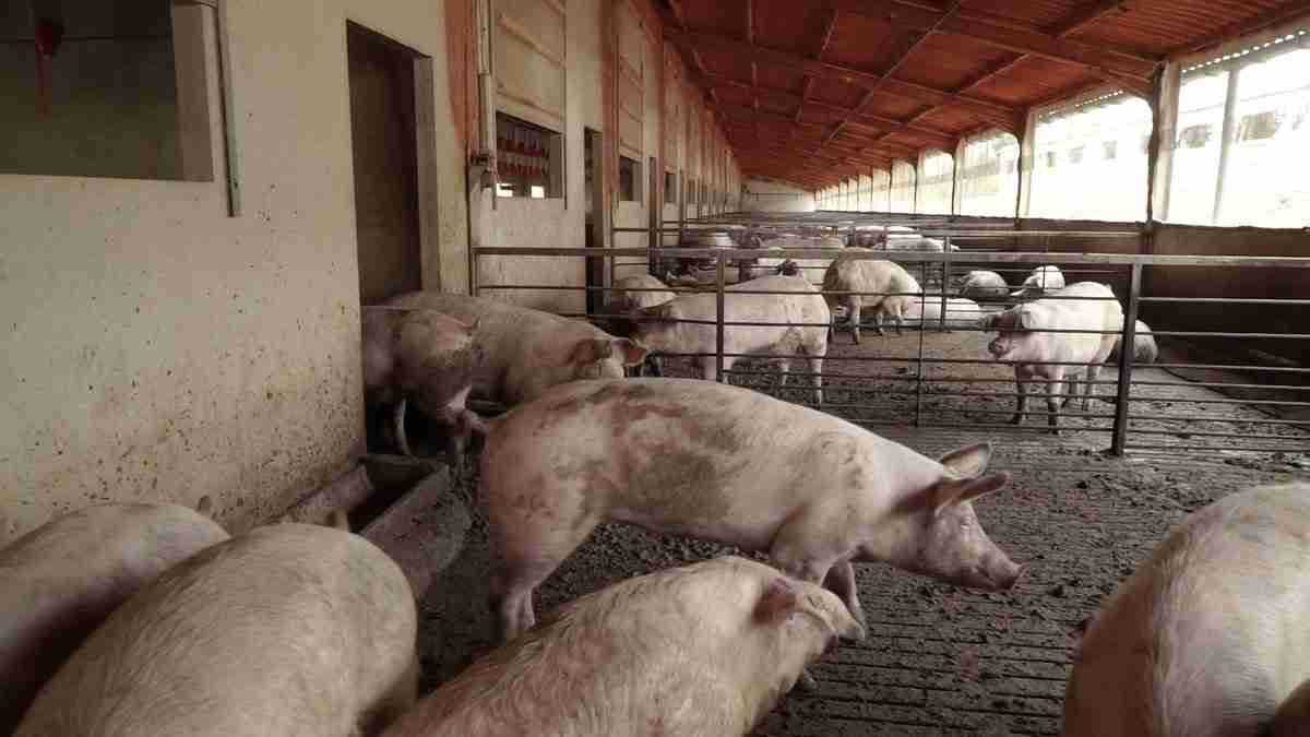 Peste suina, ok di Regione a risoluzione per sostegno a imprese zootecniche e filiera suinicola