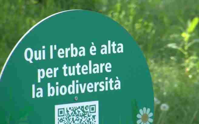 Erba alta nei parchi di Milano: Contro le polemiche, raddoppiano le aree verdi a sfalcio ridotto