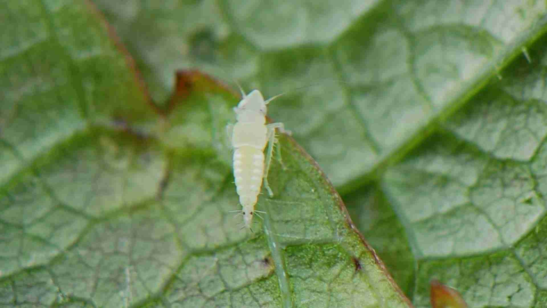 Stretta sulla ‘flavescenza’, flagello delle vigne in Oltrepò: multe salate per chi non fa i trattamenti