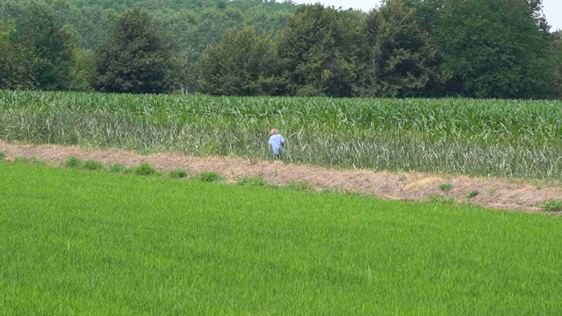 Bassa Pavese, agricoltura in ginocchio tra sprechi e siccità: ‘Qui la guerra dell’acqua non è mai finita’