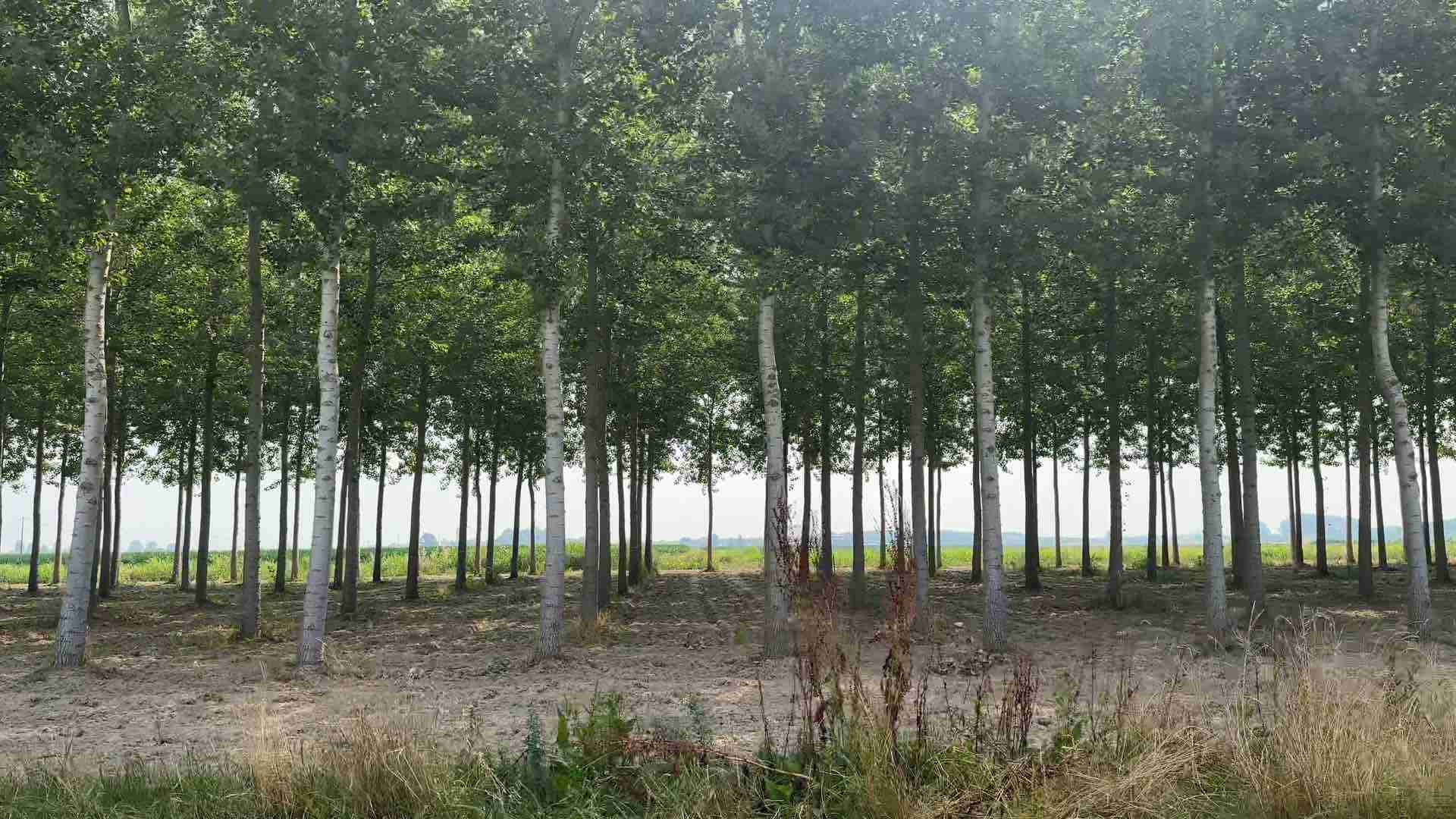 La riscoperta del pioppo, simbolo dimenticato della Bassa: ‘Economico e sostenibile, servono incentivi’