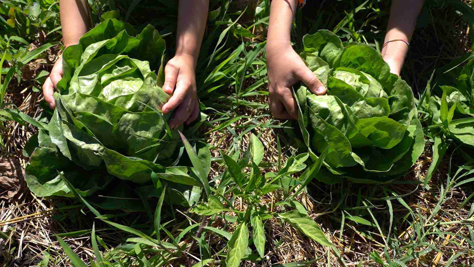 Voghera, via al progetto AgriAbility: quando il lavoro in agricoltura diventa inclusione