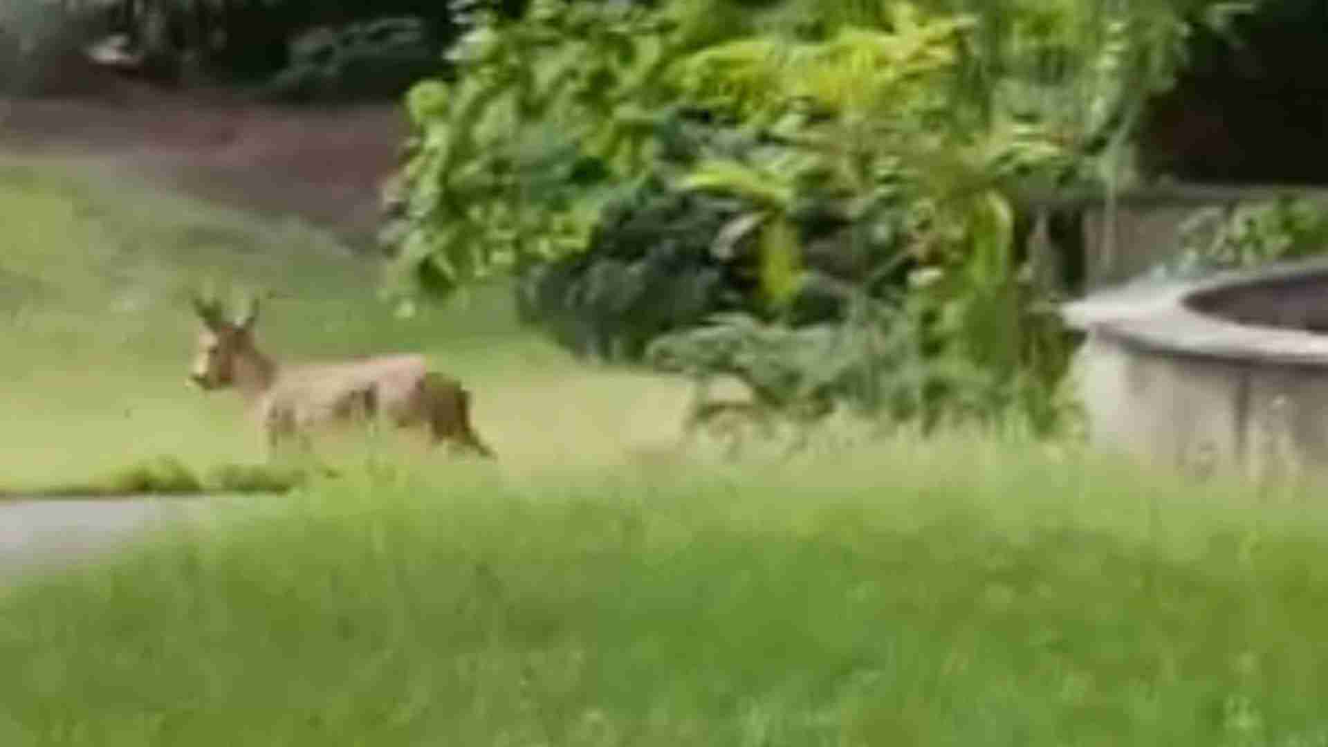 Voghera, un capriolo a spasso nel centro urbano: catturato, curato e rilasciato in campagna