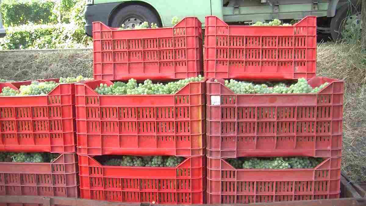 Oltrepò, vendemmia partita in anticipo a Oliva Gessi per il caldo record: ”Sarà un’annata incerta”