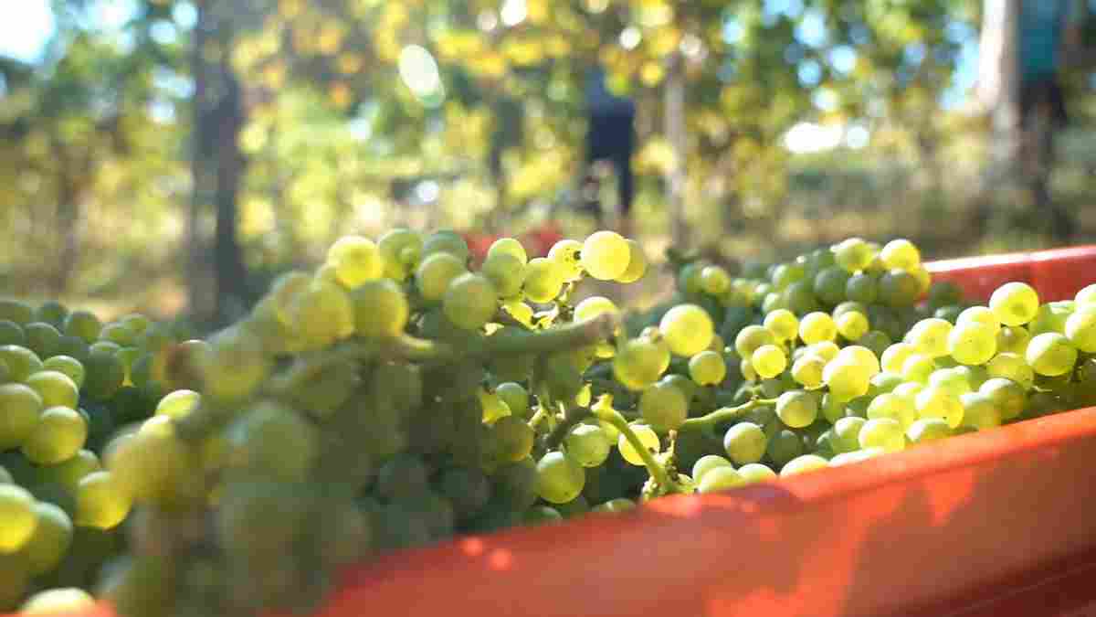 Caldo record, vendemmia al via in Oltrepò per le alte temperature: si parte il 28 luglio a Oliva Gessi