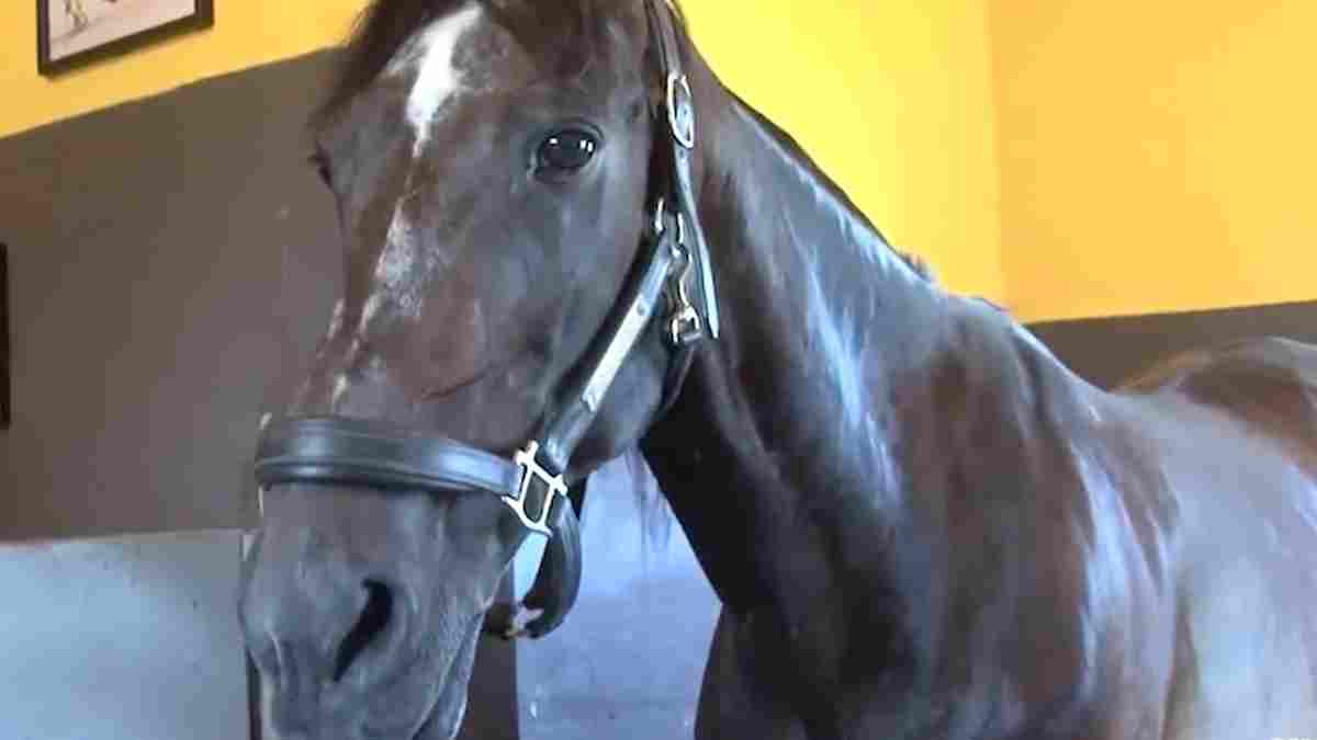 Addio a ”Varenne”: il leggendario cavallo era stato di casa a Villanterio, aveva 31 anni