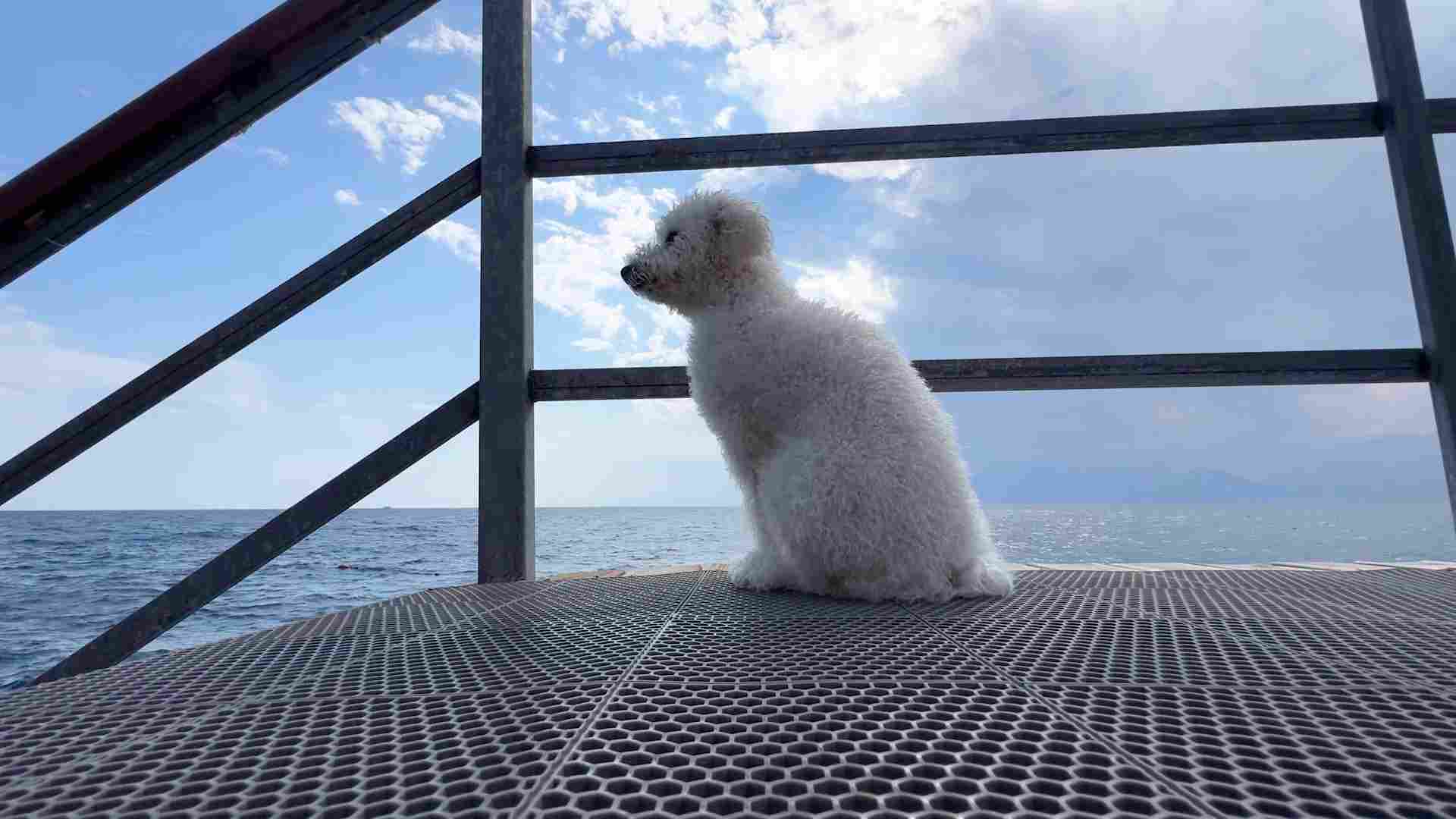 Cani in cabina, cambia il modo di volare: stop all’obbligo di stiva