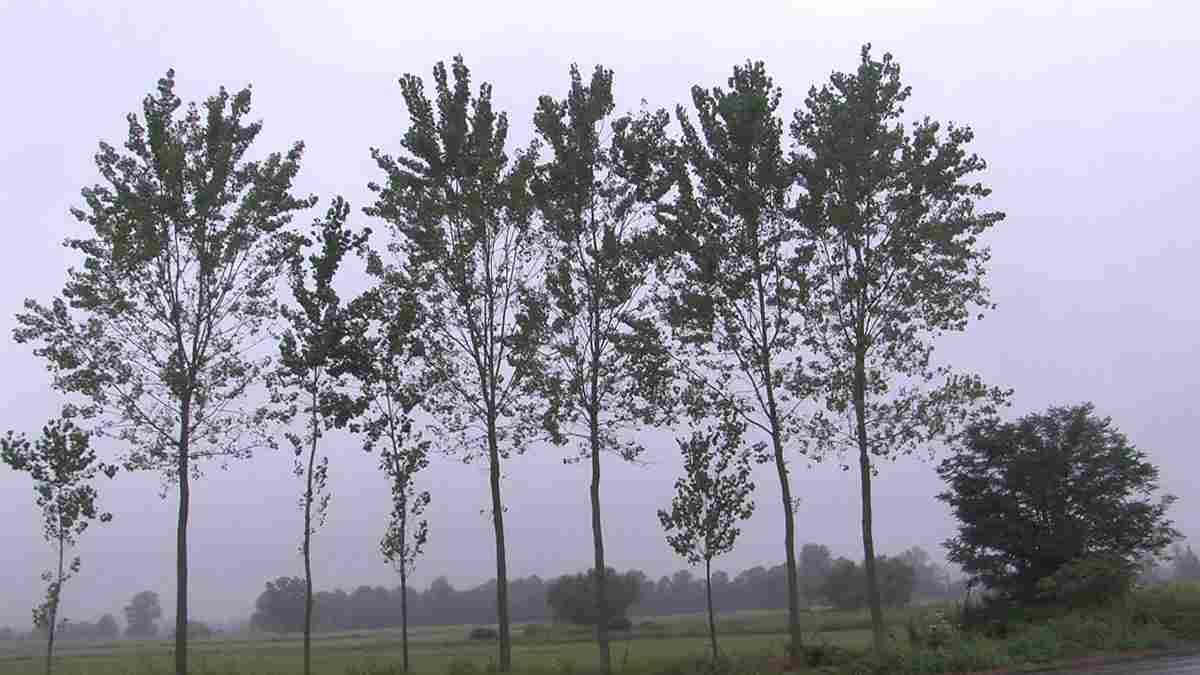Maltempo in Lomellina e nel Pavese, sono arrivate le piogge ma è tardi: il riso è già compromesso