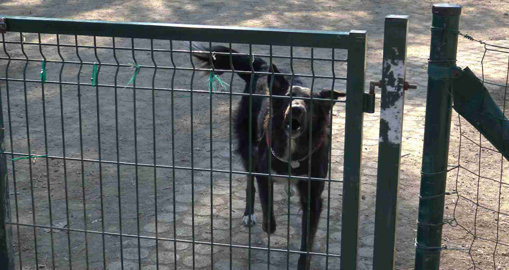 Estate, prima delle ferie torna l’incubo degli animali abbandonati