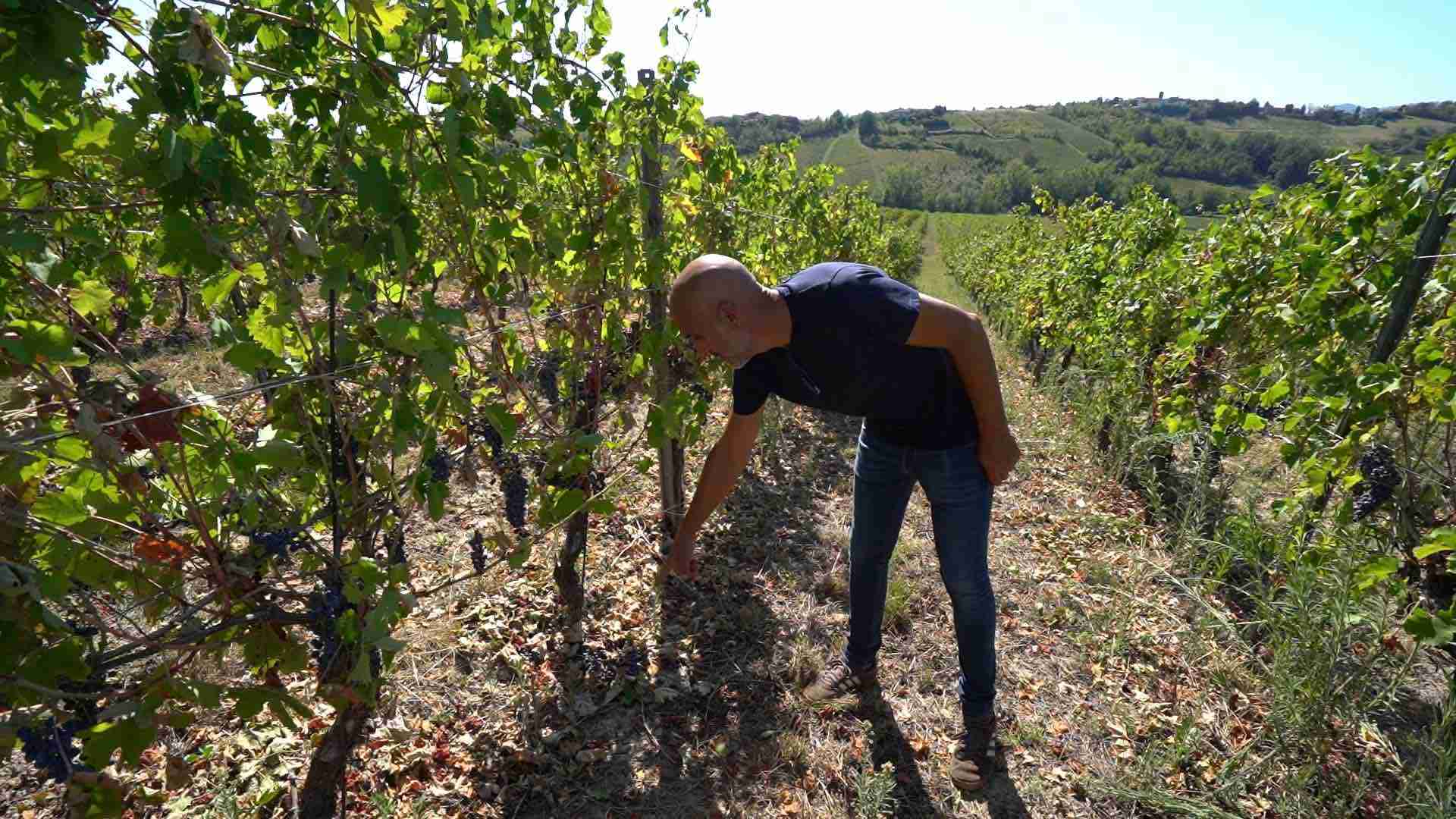 Grandine in Oltrepò, via alla conta dei danni: ‘Mai visto nulla di simile’