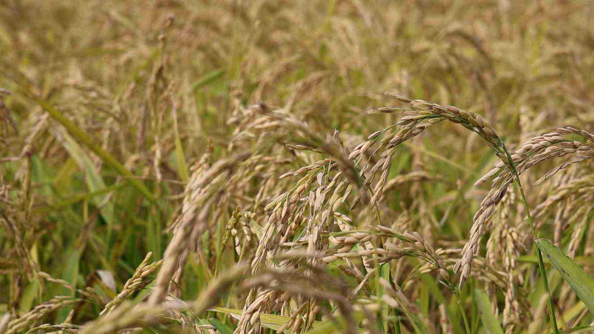 Riso, stagione difficile nel Pavese: si stima un calo delle rese del 20%