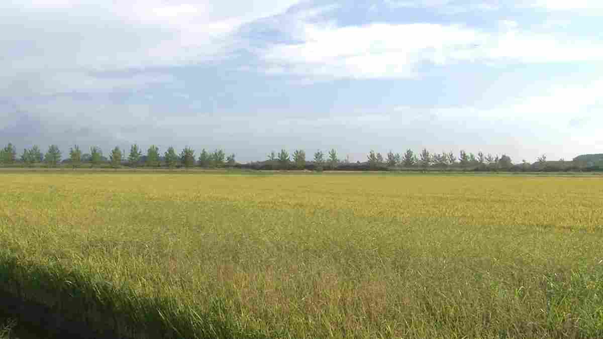 ”Lomellina terra di riso”, nel weekend degustazioni e visite guidate nelle cascine del territorio