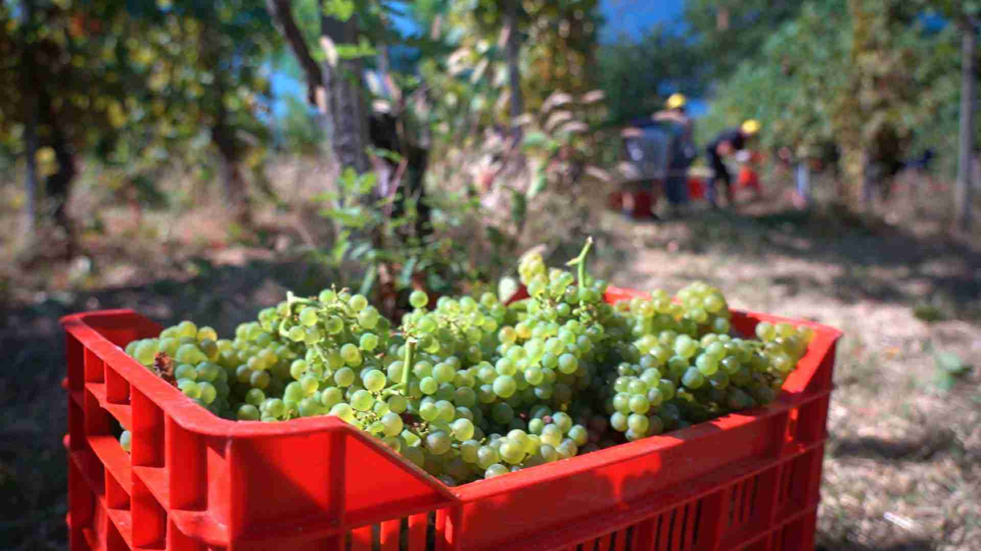 In Europa si beve sempre meno vino: le aziende guardano ai mercati di Africa, Asia e America Latina