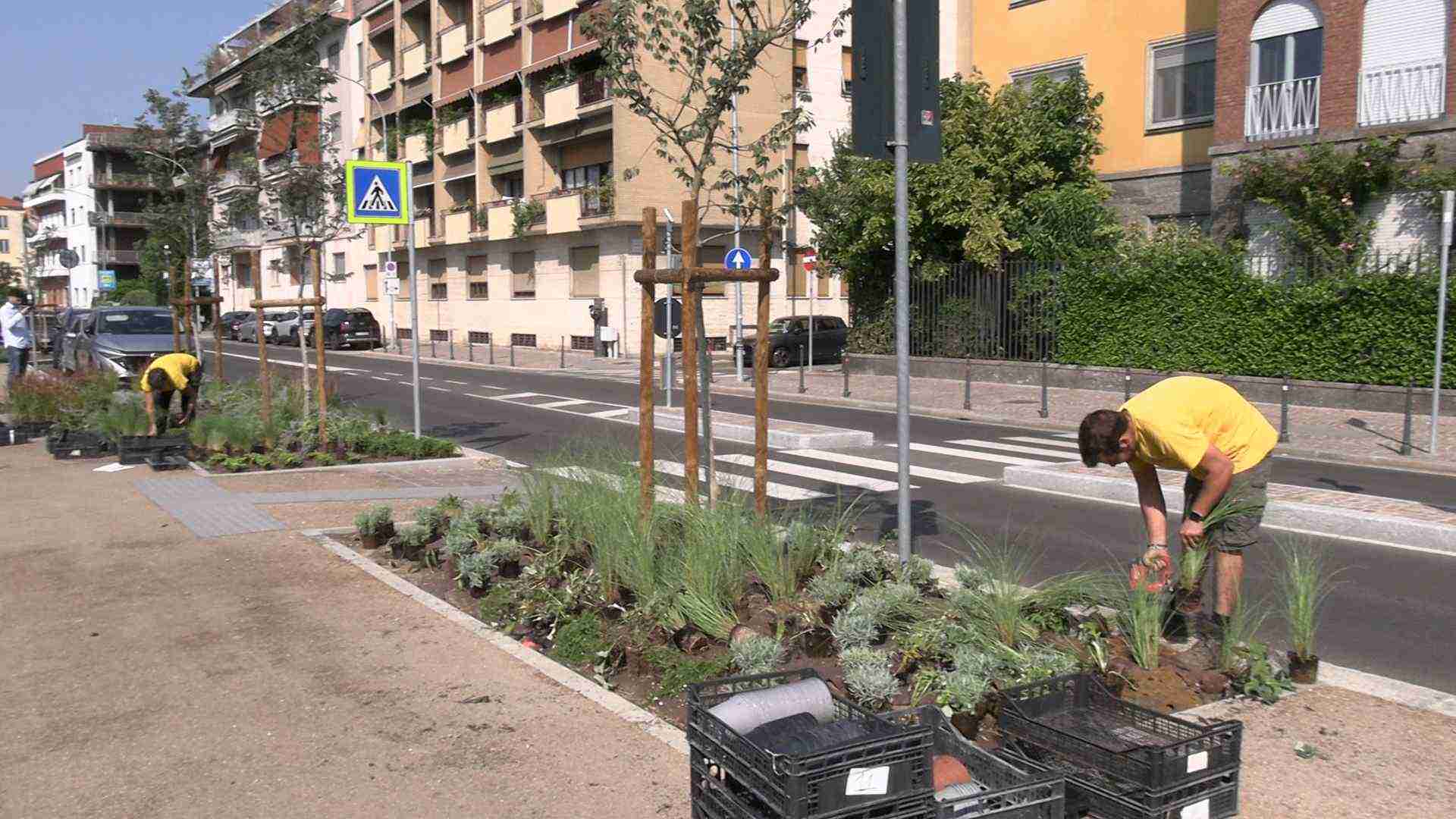 Pavia, oltre 6mila piante su Lungoticino: obiettivi decoro e sostenere la biodiversità locale