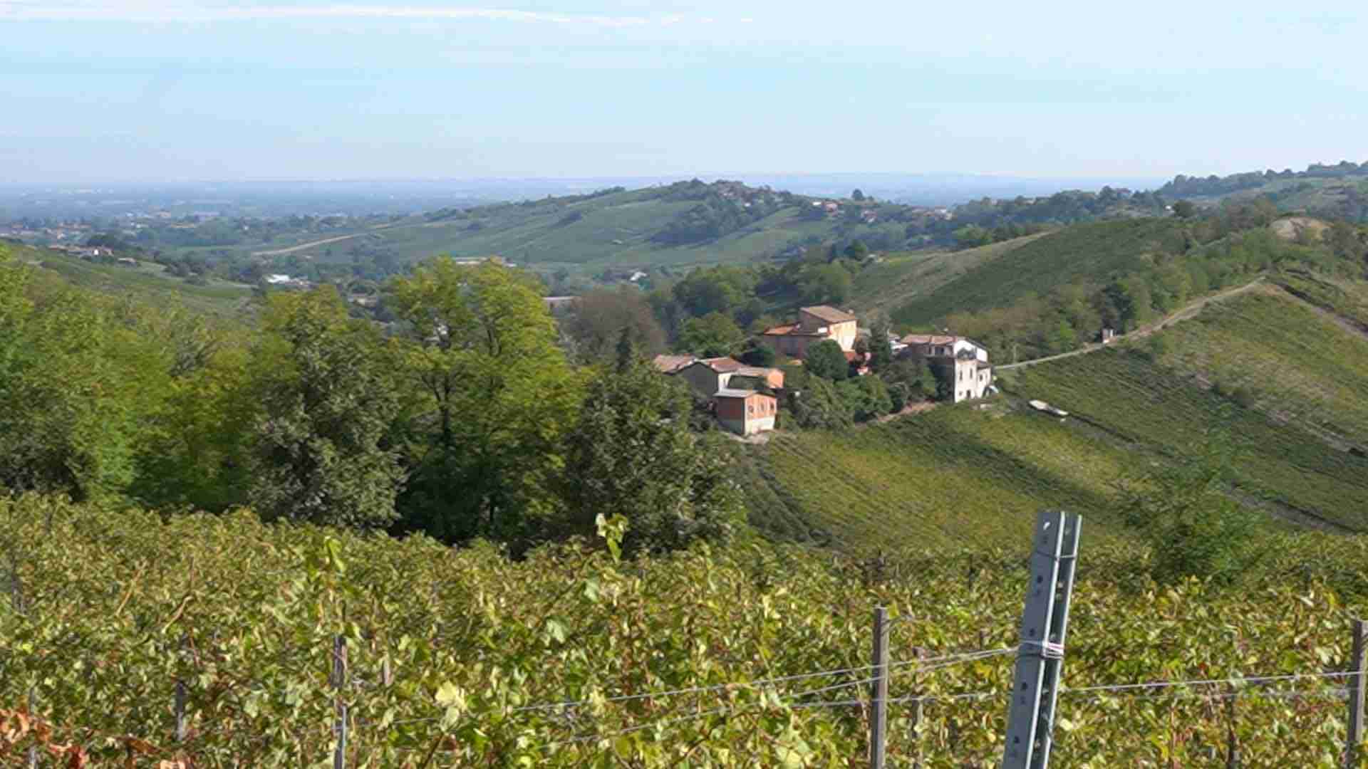 Oltrepò, viticoltura e crisi climatica: ecco come è andata la vendemmia 2026