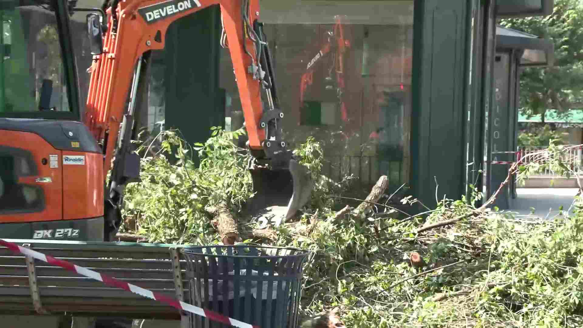 Allarme alberi: dopo piazza Risorgimento crolla un altro albero in via Solari