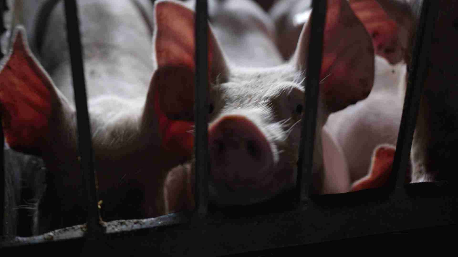 Peste suina, l’Ue stanzia 12,5 milioni per le aziende colpite: ‘Il Governo ne metterà altrettanti’